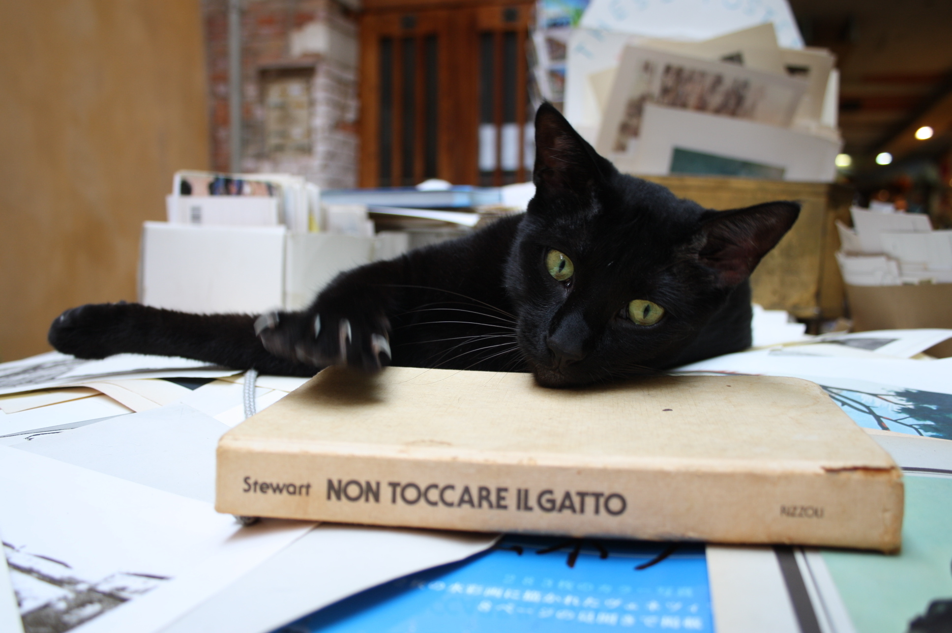 Non filing. Gatto фото с шрифтом. Touch not the Cat.