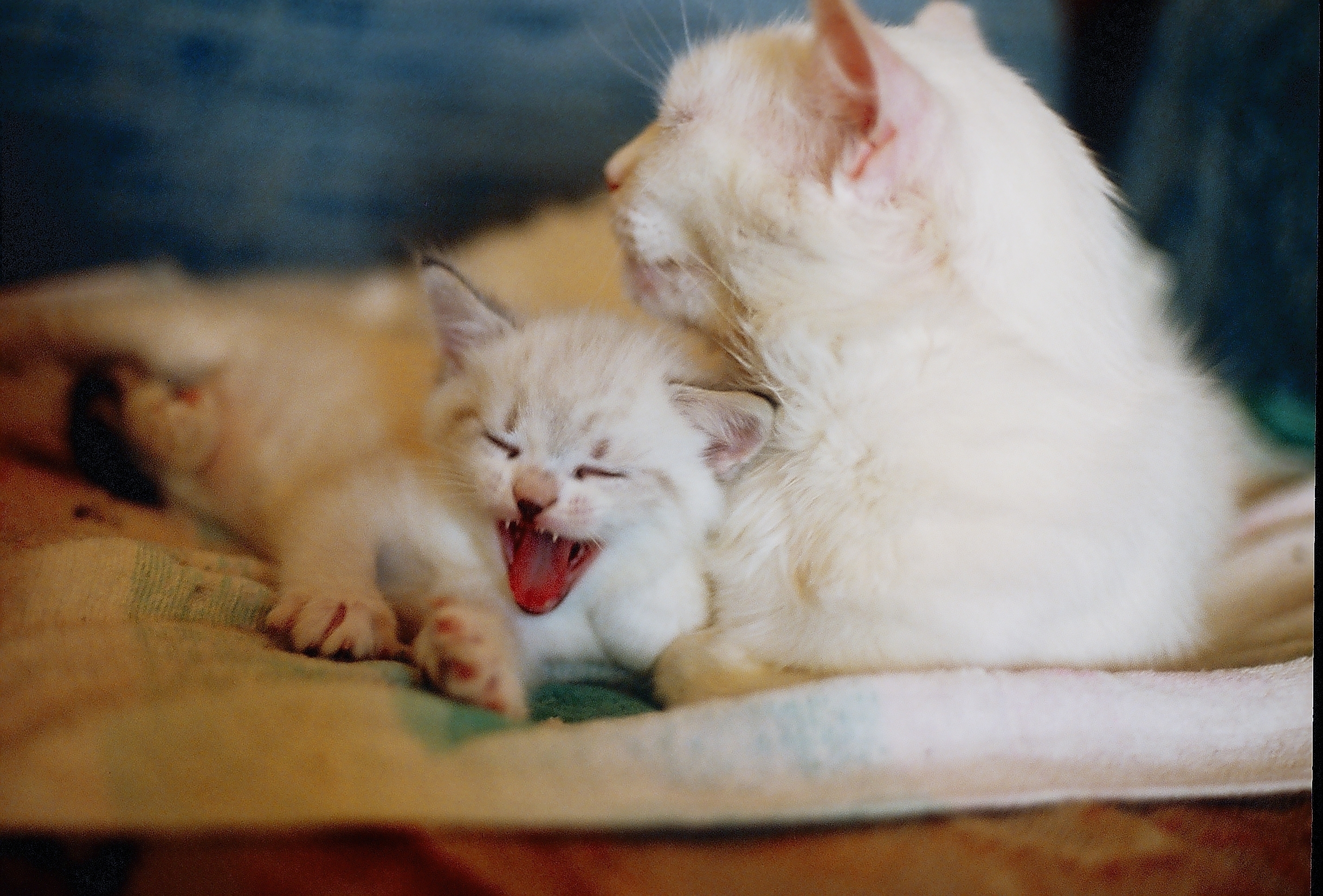 Сонник видеть котят. Кошка с котятами. Белая кошка с котятами. Котята во сне. Приснилась кошка с котятами.