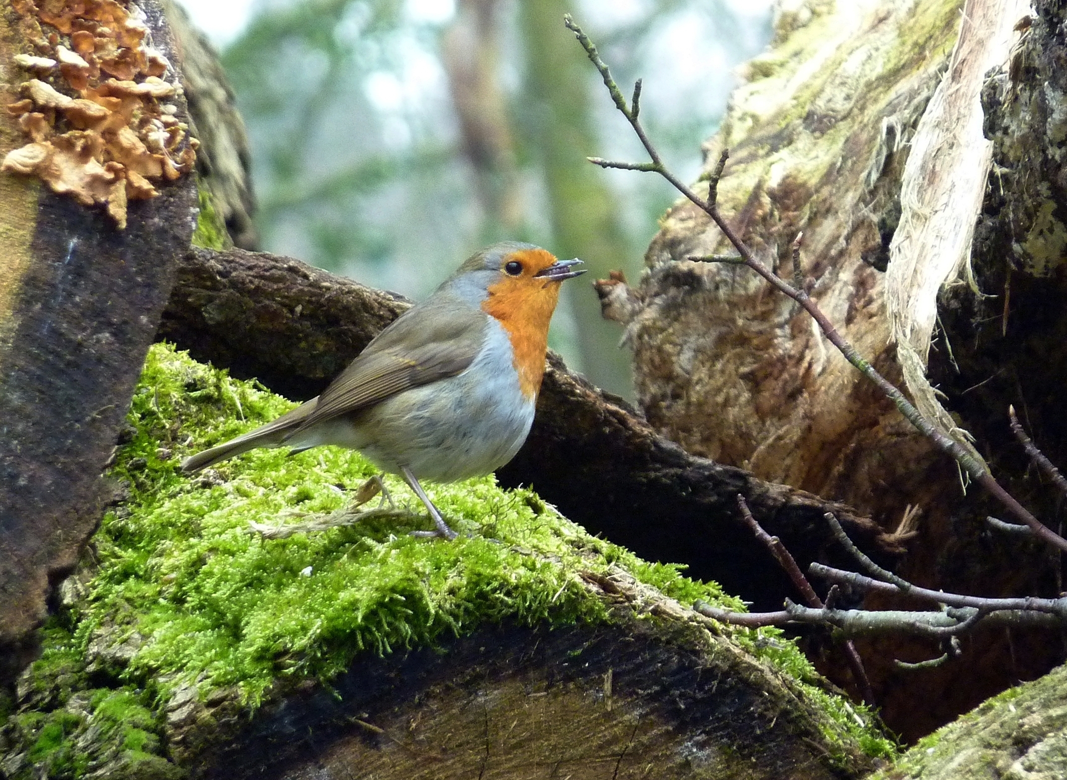 Vogel im