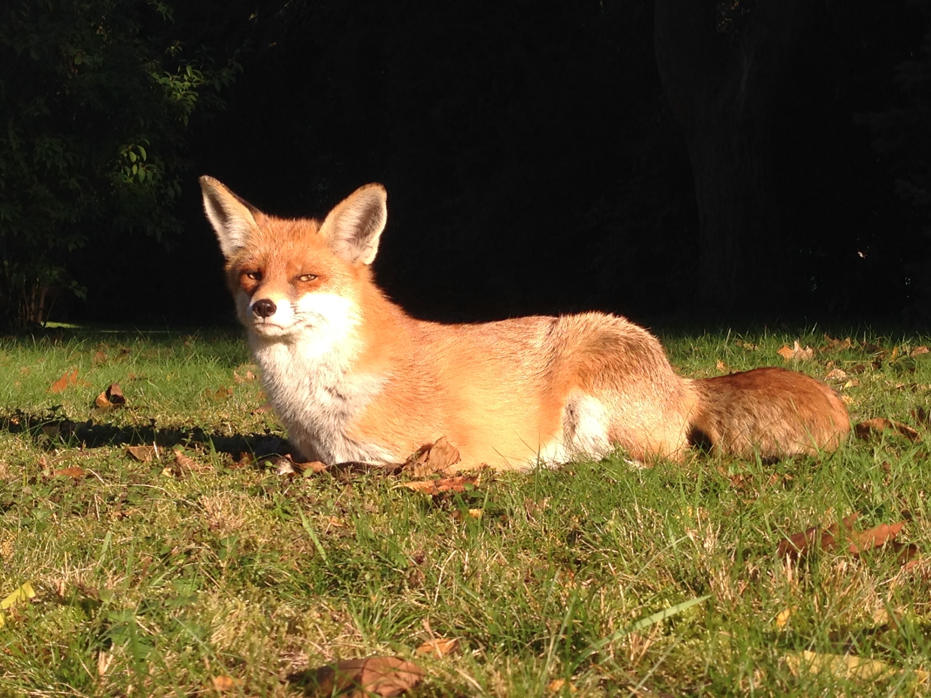 Those are foxes. Fuchs лиса. Лис Фукс. Fuchs / Fox. Der Fuchs это лиса или нет.