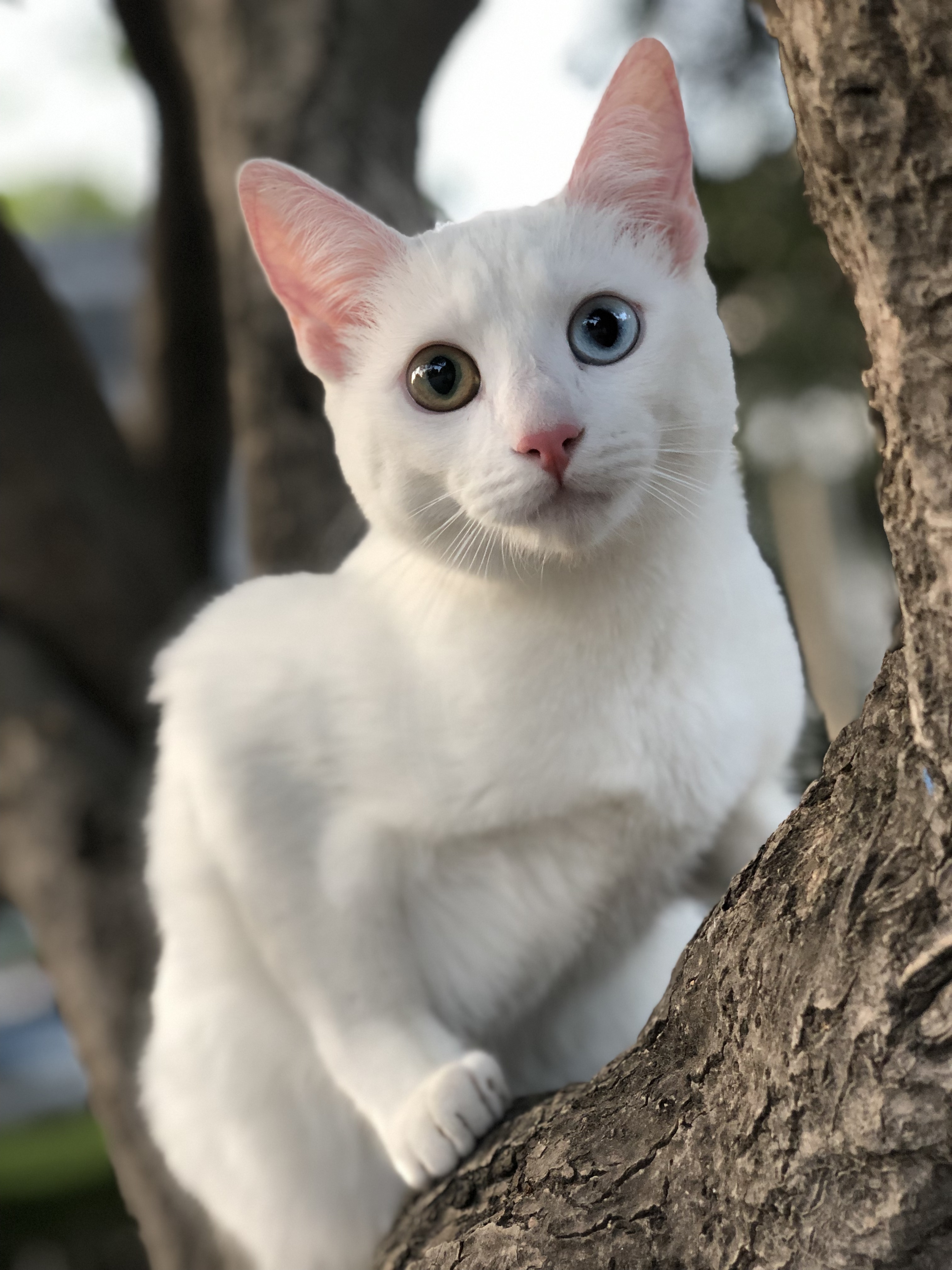 Мао као. Као мани порода кошек. Khao Manee кошка. Као Мао порода кошек. Порода котов као мани.