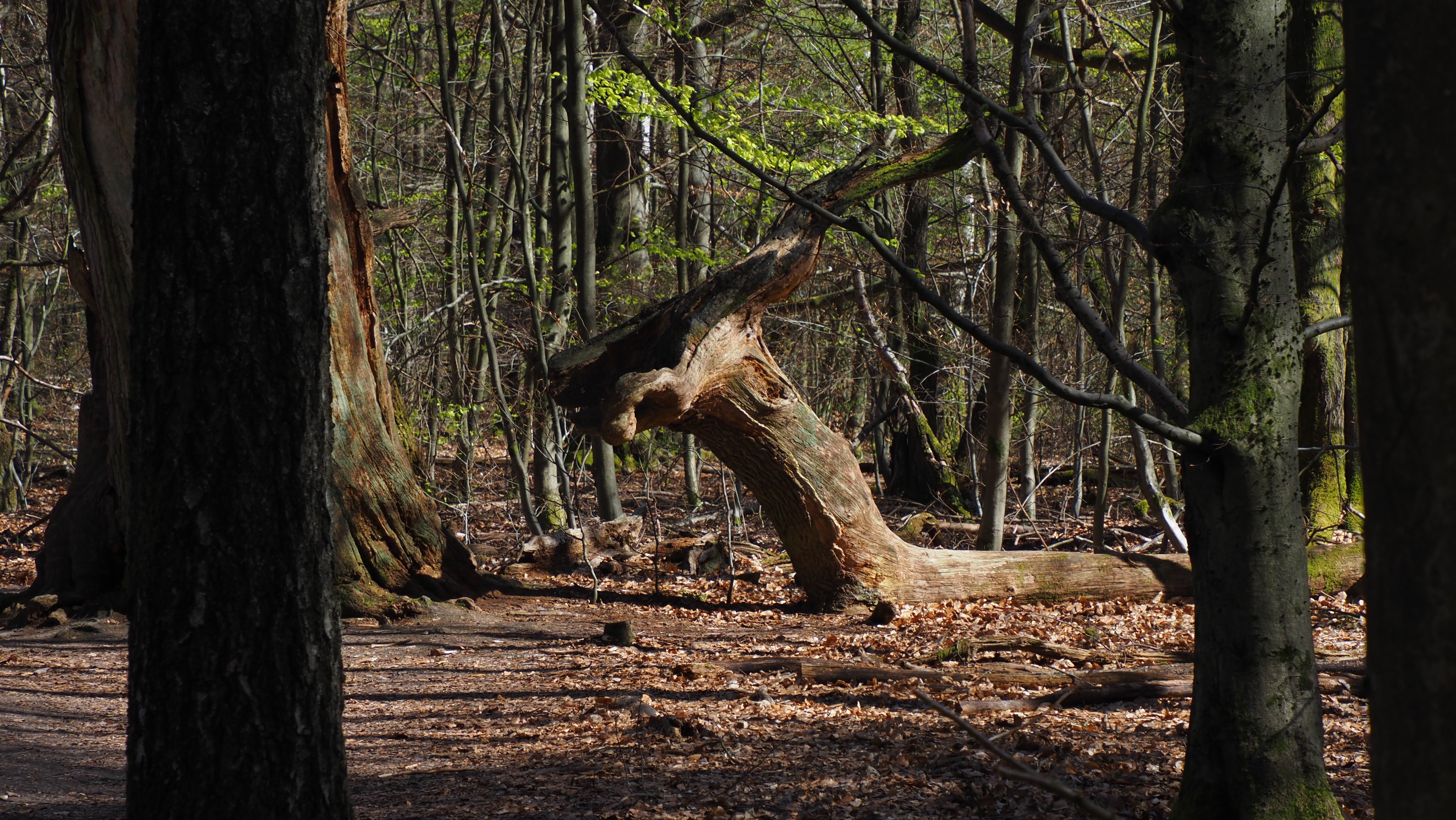 Alter abgestorbener Baum, der wie eine große Antilope wirkt 