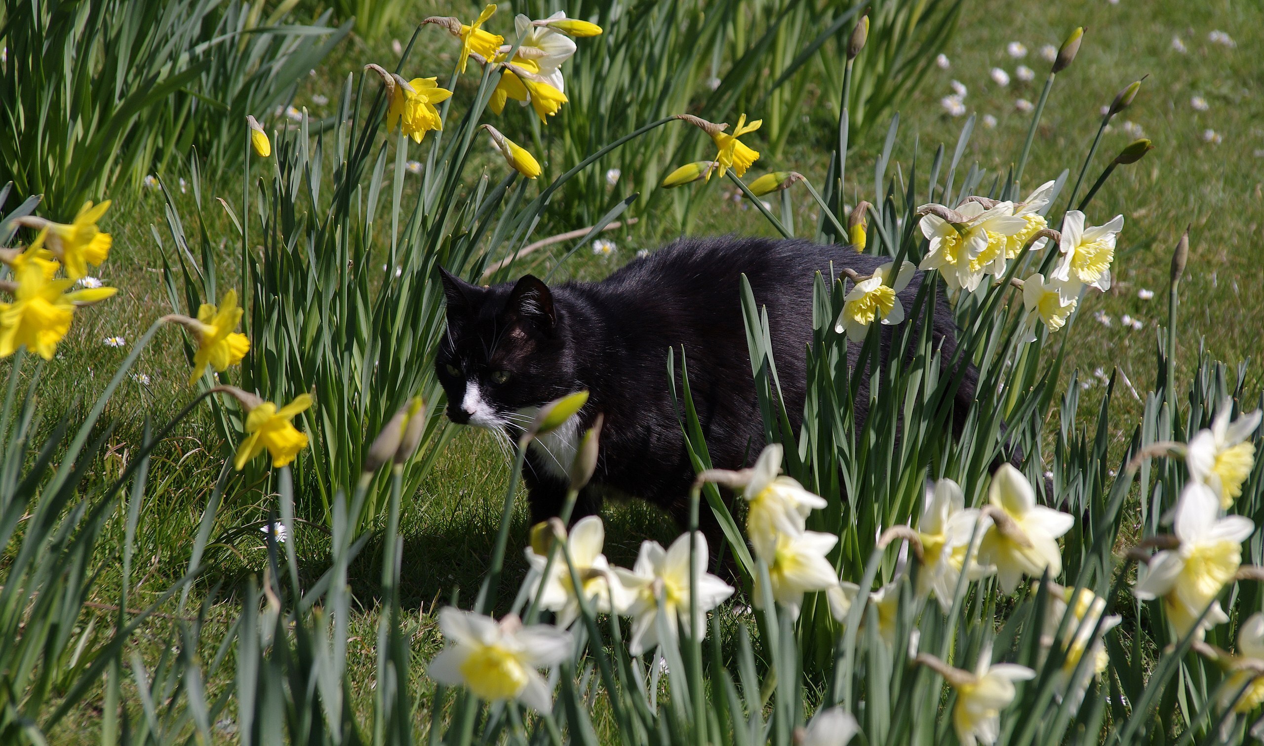 Https commons wikimedia org wiki. Забор нарциссы. Кот, кошка Нарцисс в саду фото. Кот-Нарцисс фото и описание. Черный кот и цветы фото.