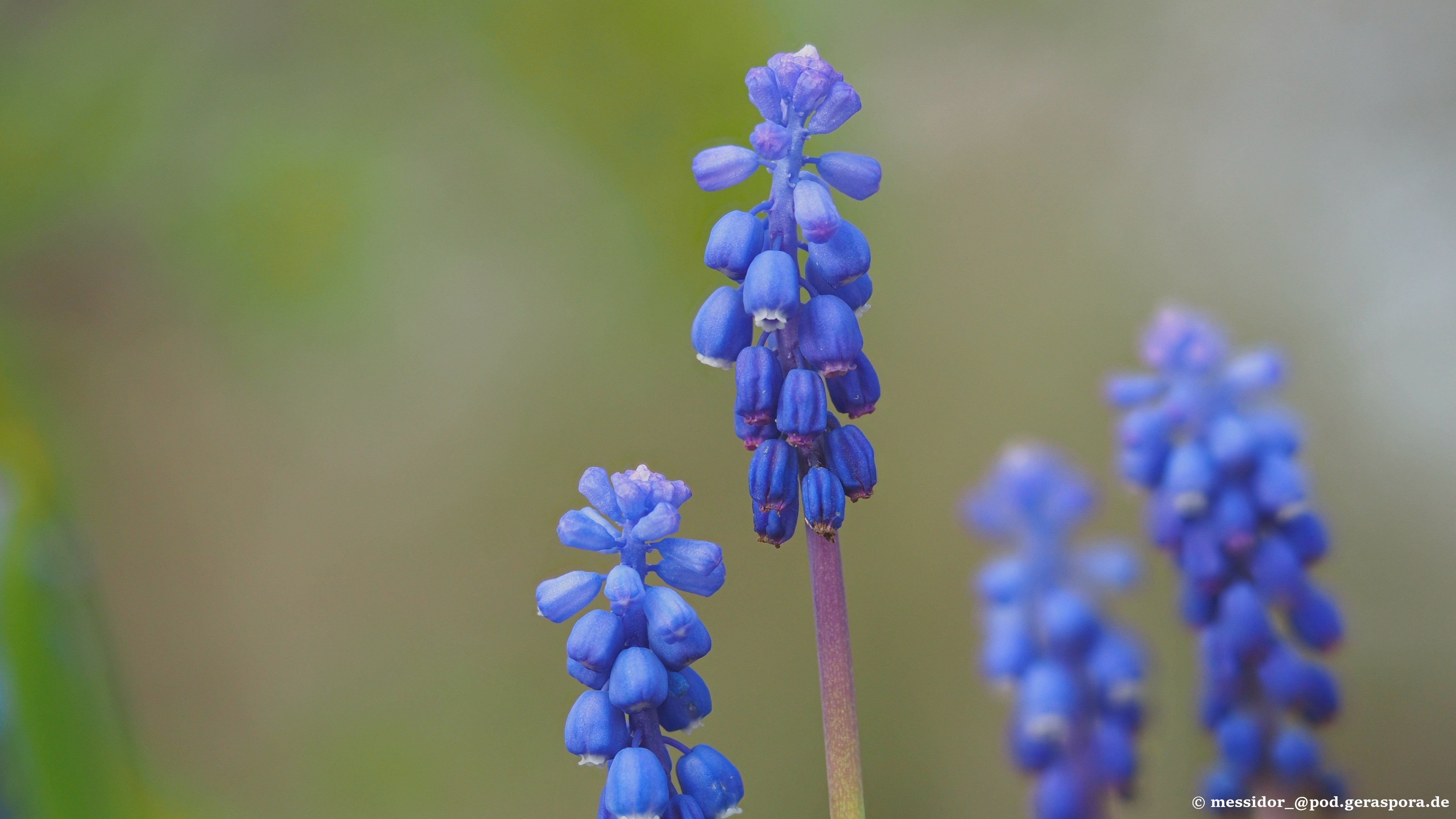 Muscari dolichanthum