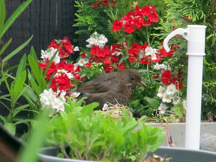 Amsel