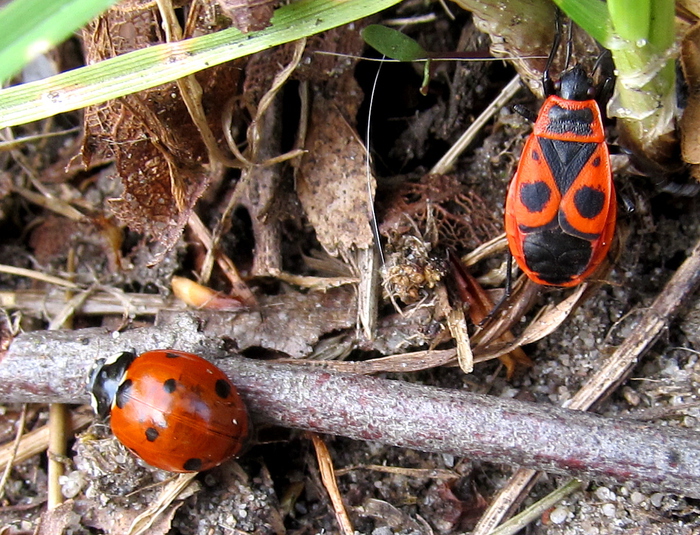 Käfer