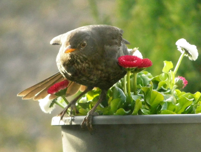 Amsel