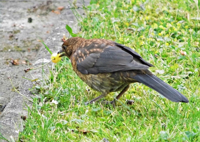 Amsel