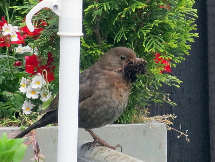 Amsel