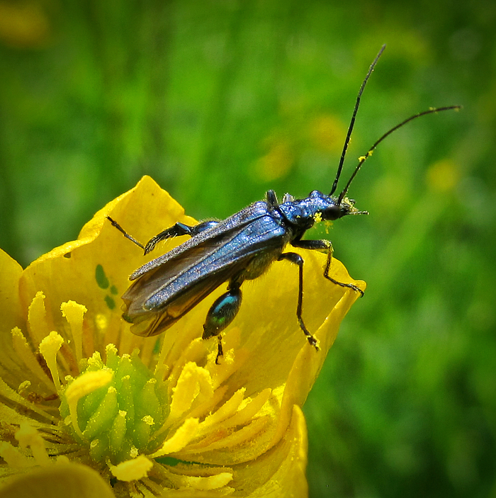 Käfer