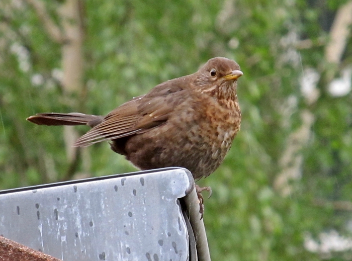 Amsel