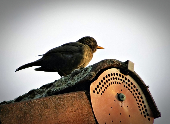 Amsel