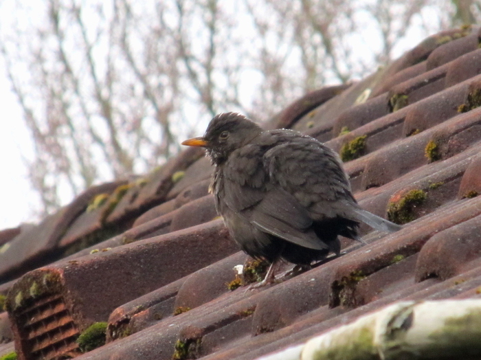 Amsel