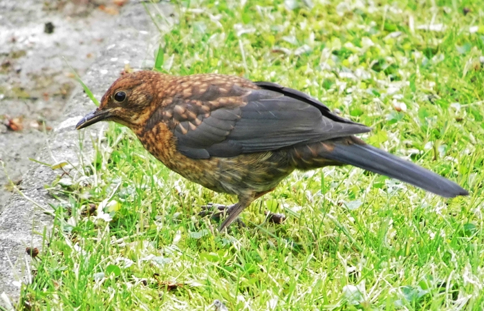 Amsel