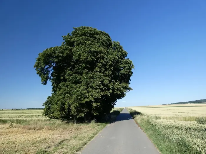 Der baum