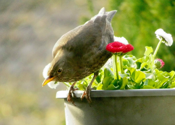 Amsel2