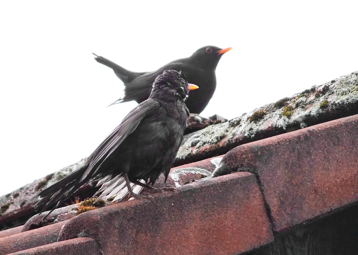 Amsel